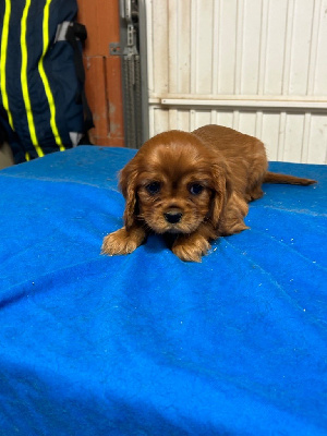 De notre dame de colombier - Cavalier King Charles Spaniel - Portée née le 09/10/2023