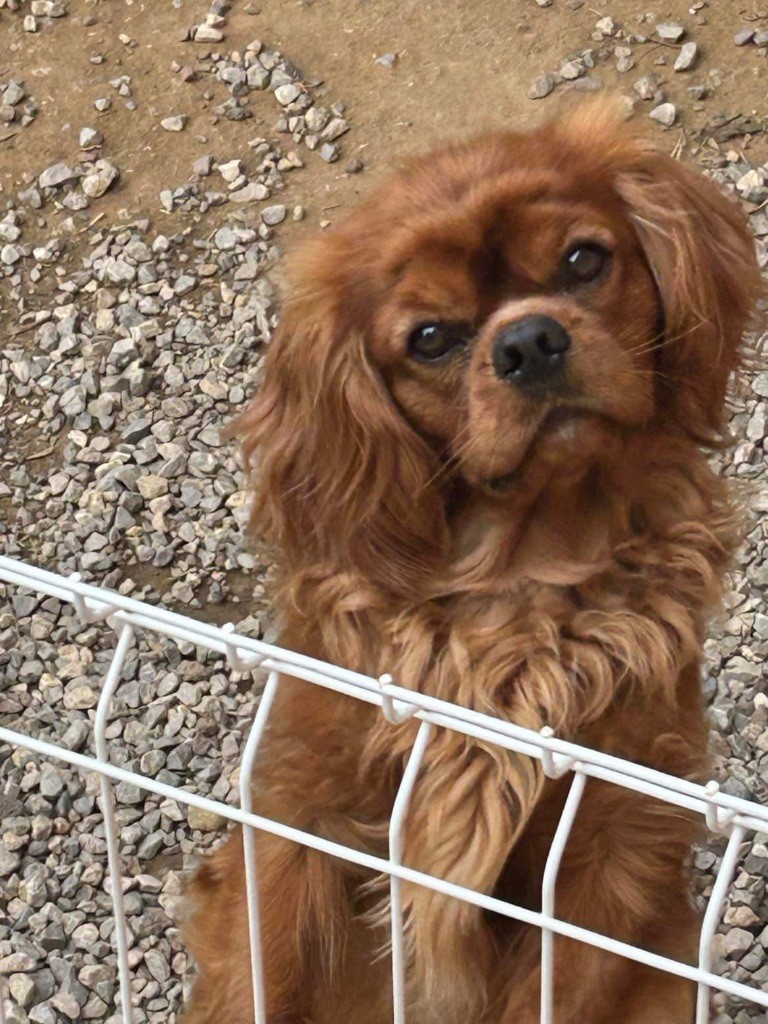 Scandal-absolute a pretty cavalier king charles