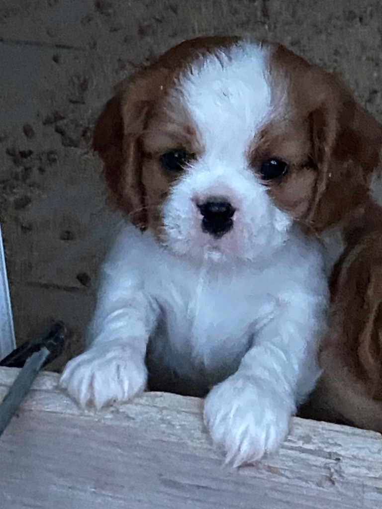 De notre dame de colombier - Chiots disponibles - Cavalier King Charles Spaniel