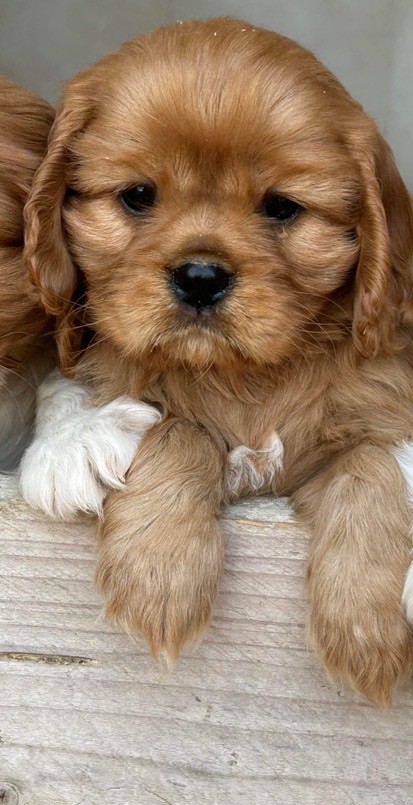 De notre dame de colombier - Chiots disponibles - Cavalier King Charles Spaniel