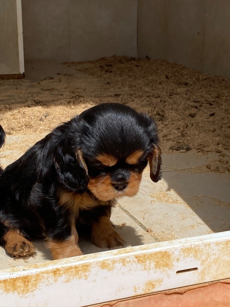 De notre dame de colombier - Chiots disponibles - Cavalier King Charles Spaniel