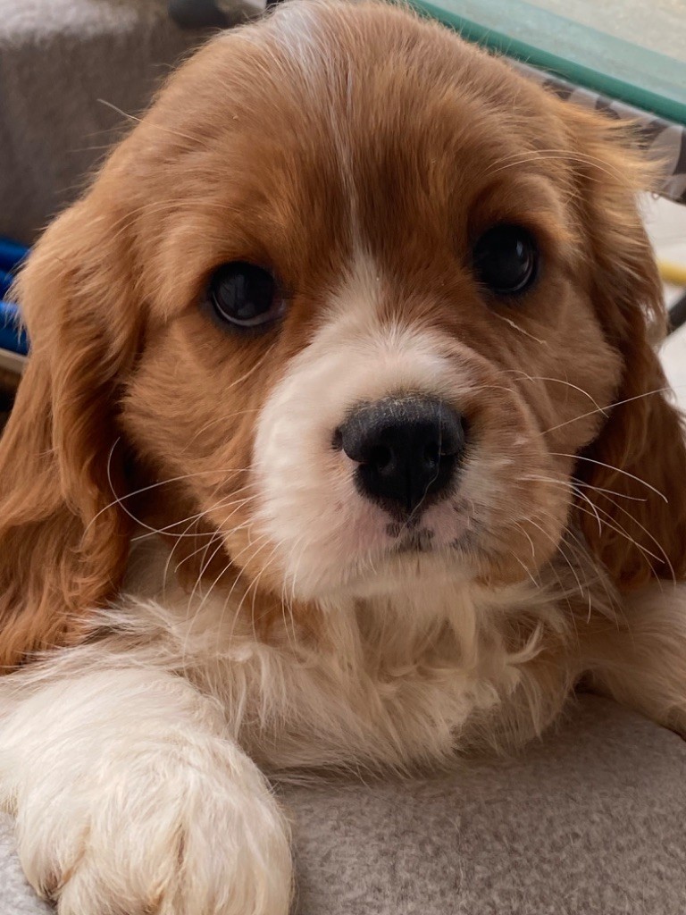 De notre dame de colombier - Chiots disponibles - Cavalier King Charles Spaniel