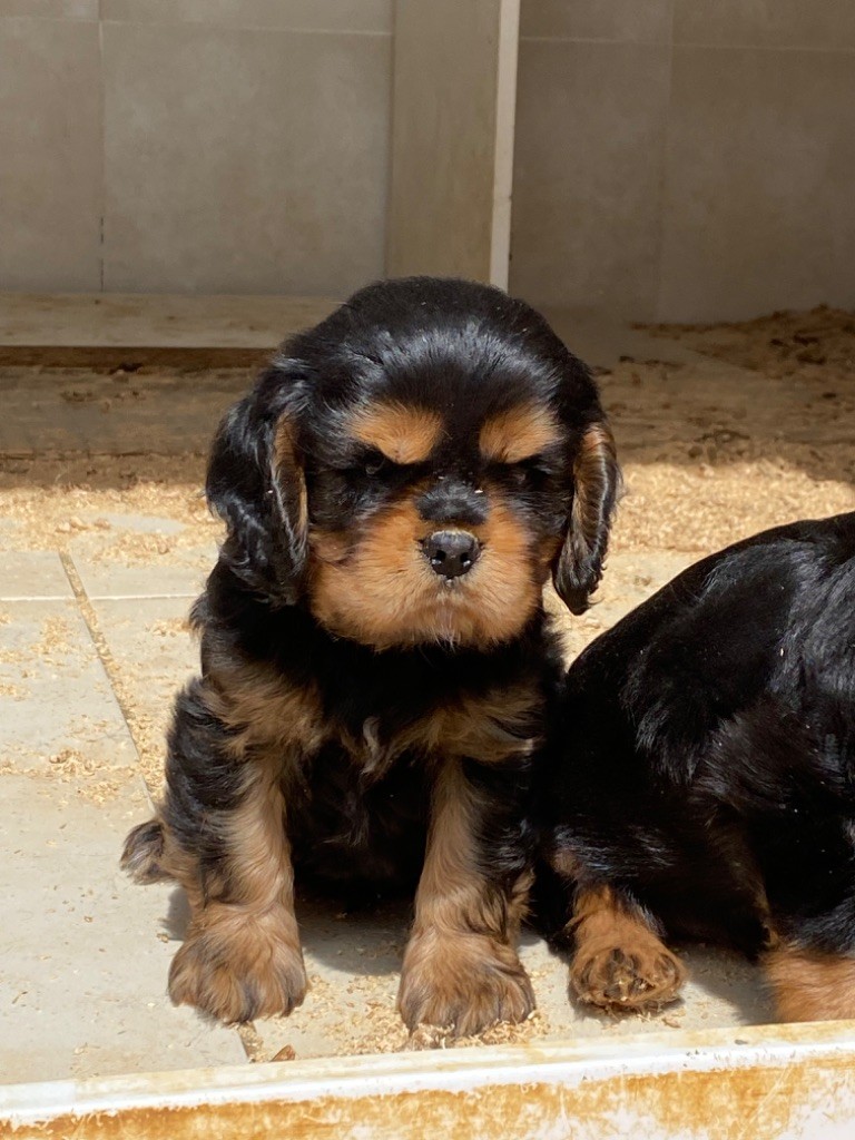 De notre dame de colombier - Chiots disponibles - Cavalier King Charles Spaniel