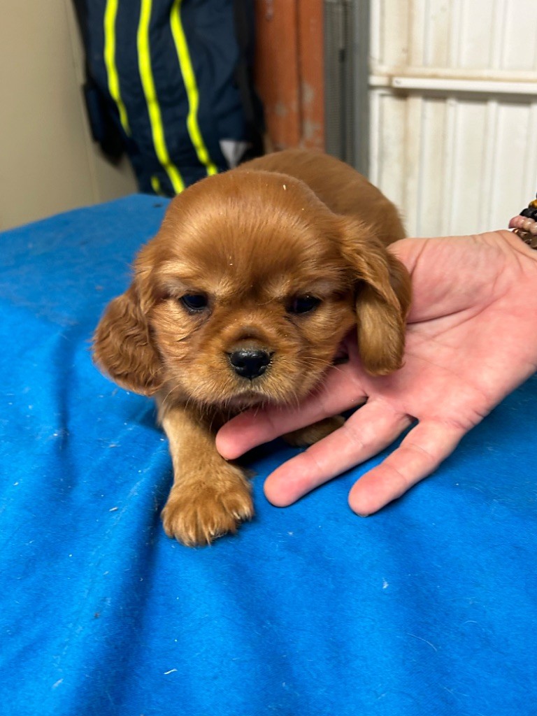 De notre dame de colombier - Cavalier King Charles Spaniel - Portée née le 09/10/2023